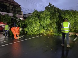 Ponorogo Diguyur Hujan Deras, Pohon Beringin Tumbang