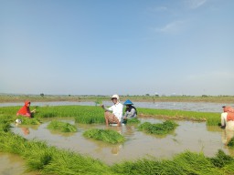 Dorong Produktivitas, Pemkab Lamongan Percepat Musim Tanam Padi