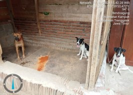 Desa di Trenggalek Ini Gunakan ADD untuk Beli Anjing, Lho?