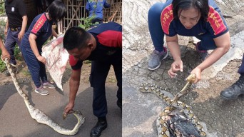 Damkar Ponorogo Tangkap Ular Piton yang Meresahkan Warga Desa Nglayang