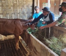 17 Ekor Sapi di Sumenep Terpapar PMK, DKPP Lakukan Karantina