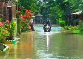 5 Desa Banjir, Pupuk Bersubsidi Aman, Menezes Bilang Begini