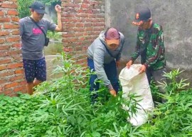 Polisi Amankan 35 Batang Tanaman Ganja di Gedangan Sidoarjo