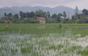 Sawah Gagal Panen di Madiun Dapat Asuransi, Wow!