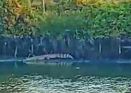 Buaya 4 Meter di Sidoarjo, BKSDA Jatim Warning Warga untuk Waspada