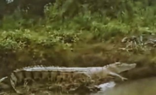 Buaya 4 Meter Teror Warga Buduran Sidoarjo, Hati-hati....