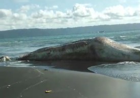 Hiu Tutul Ditemukan Warga Terdampar di Pantai Jember