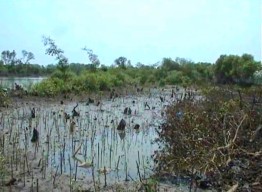 Hutan Mangrove di Pesisir Timur Sidoarjo Rusak Parah, Butuh Penanganan Pemkab