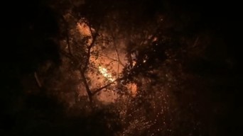 Pohon Besar Dekat Pemukiman di Bangkalan Terbakar Akibat Petir, Warga Panik