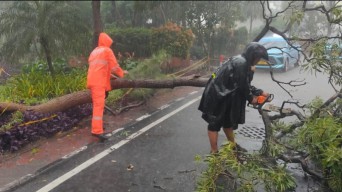 Hujan Deras dan Angin Kencang di Surabaya, 3 Rumah Rusak-18 Pohon Tumbang
