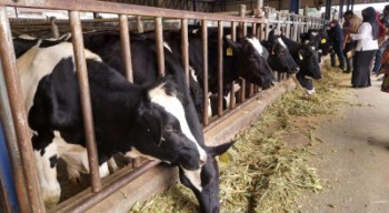 RPH Surabaya Pastikan Pasokan Daging Sapi Aman jelang Nataru
