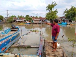 3 Ekor Buaya Besar Teror Warga Sekitar Sungai Kedungpeluk Sidoarjo