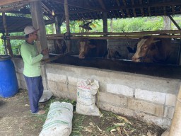 Wabah PMK di Jimbe Ponorogo, Diduga juga Dialami Sapi Desa Plalangan