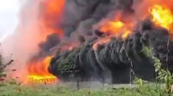34 Ribu Ekor Ayam Terpanggang di Jember, Kerugian Capai Rp 1,4 Miliar