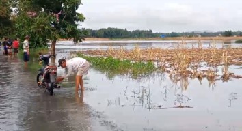 200 Hektare Lahan Pertanian di Ambulu Jember Terendam Banjir