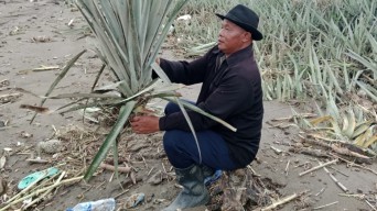 Puluhan Hektare Kebun Nanas di Plosoklaten Kediri Rusak Akibat Banjir, Petani Rugi Besar
