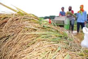 DKP2P Tuban Siap Serap 100 Persen Hasil Panen Petani demi Swasembada Pangan