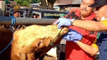 Sempat Melandai, Wabah PMK di Trenggalek Merebak sejak Desember 2024