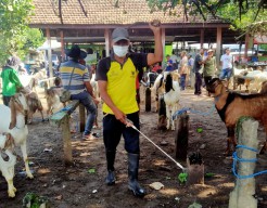 Catat Nomor Aduan PMK di Kota Kediri, Laporkan jika Ada Sapi yang Terjangkit