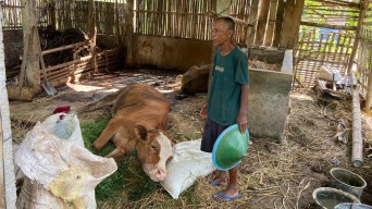 Wabah PMK di Jimbe Ponorogo, Peternak Harap Pemkab Segera Bertindak