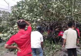 Pohon Tumbang di Ambulu Jember Timpa Mobil