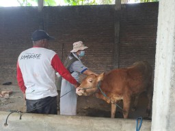 Kasus PMK Melonjak, Pemkab Kediri Intensifkan Pengobatan