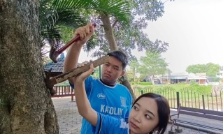 Ratusan Siswa di Tulungagung Cabuti Paku di Pohon