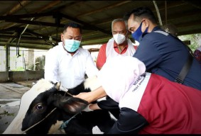 Cegah PMK, Pemkab Gresik Gencarkan Vaksinasi dan Edukasi Peternak
