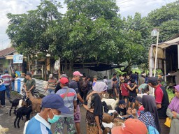 Wabah PMK di Ponorogo, Harga Sapi dan Kambing Anjlok