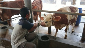 Ratusan Sapi di Kabupaten Blitar Terserang PMK, 30 Ekor Mati
