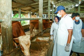 PMK Melandai, Disnakeswan Lamongan Berencana Buka Kembali Pasar Hewan
