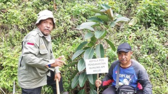Melihat Penanaman Ficus di Villa Lembah Kelud Kediri, Mitigasi Bencana dan Penguatan Ekowisata