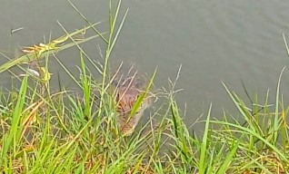 Buaya Liar Satroni Tambak Warga Sidoarjo