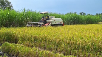 Petani Lamongan Mulai Rasakan Manfaat Kebijakan Harga Gabah Presiden Prabowo