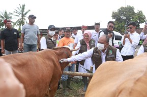 Banyuwangi Dapat Gelontoran 33.525 Dosis Vaksin PMK