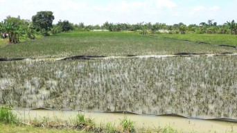 Petani Lamongan Terancam Gagal Panen, Sawah Terendam Luapan Bengawan Solo