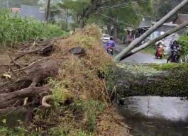Hujan Angin di Jember, Pohon Tumbang Tutup Akses Jalan