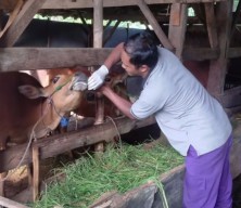 Cegah PMK Menyebar Kembali, Disnak Bangkalan Perketat Distribusi Ternak