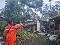Puting Beliung di Sumberjambe Jember, Puluhan Pohon Tumbang dan Rumah Rusak