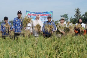 SIG Dorong Pertanian Berkelanjutan lewat Uji Coba Padi Biosalin