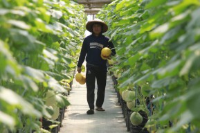 Optimalkan Wisata Petik Melon, Wali Kota Madiun Target 12 Greenhouse