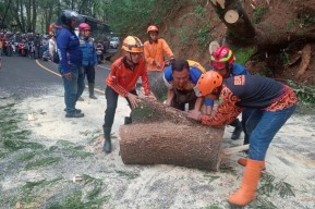 Pohon Tumbang Tutup Akses Jalan Nasional Trenggalek-Ponorogo