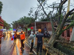 Hujan dan Angin Kencang, Pohon Trembesi Tumbang Timpa Koramil Arjasa Jember