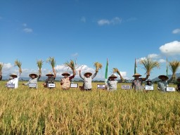 Produksi Padi di Tulungagung Merosot pada 5 Tahun Terakhir