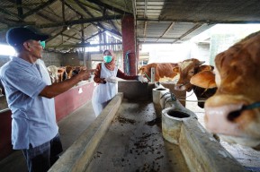 Mas Dhito Terjunkan Tim DKPP ke Kandang Peternak, Pastikan Kelayakan Hewan Kurban