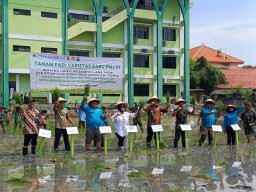 Kolaborasi Wujudkan Swasembada Pangan, Unisla Lamongan Tanam Padi PMJ 01