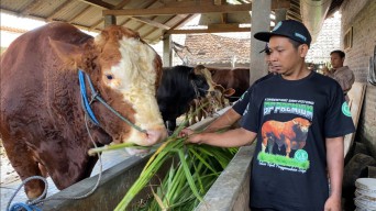 Presiden Prabowo Beli Sapi Kurban di Blitar, Namanya Glewo