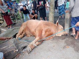 DPD Laskar Sasak Gelar Penyembelihan Hewan Kurban Idul Adha 1446 H