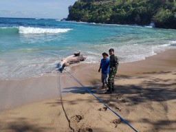 Hiu Tutul Terdampar di Pantai Pangi Blitar