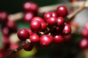 Kopi Ijen, Syair Rasa dari Ketinggian Jawa Timur